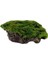 Atakan PetShop Marimo Moss Rock Canlı Bitki 1