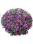 Özel Seri Bransmart Purple Kasımpatı Krizantem Çiçeği Fidesi (1 Adet) 1