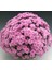 Özel Seri Branfountain Pink Kasımpatı Krizantem Çiçeği Fidesi (1 Adet) 1