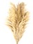 Deco Pampas Yapay Çiçek - Bej - 90X20 cm 3