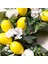 Ev Duvar Dekoru Için Sarı Limonlu 18 Inç Yapay Limon Çelengi (Yurt Dışından) 5