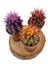 Echinopsis Kaktüs 3 Renkli Kaktüs 1
