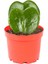 Hoya Kerri P8 1