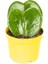 Hoya Kerri P8 2