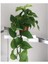 Salon Sarmaşığı Pothos Çiçeği Patos Çiçeği 1
