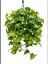 Salon Sarmaşığı Pothos Çiçeği Patos Çiçeği 2