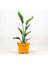 Starliçe-Cennet Kuşu-Strelitzia Nicolai 60CM 2