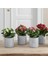 Kalanchoe 4 Adet - Karışık Renk 1