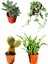 Aeonium Hawortii - Tespih Çiçeği - Prenses Çamı - Tavşan Kulağı 1