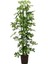 Şeflera Bitkisi 110 120 cm Schefflera Bitkisi 5 Parmak Bitkisi Ev Bitkisi Ofis Bitkisi Salon Bitkisi 1
