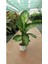 Difenbahya - Dieffenbachia Tropic Snow 60-70CM 1