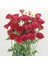 Katmerli Advantage Red Lisianthus Çiçeği Fidesi (10 Adet) 1