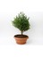 Bonsai Şimşir Fidanı Buxus Sempervirens Rotundifolia 3 Adet 1