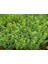 Bonsai Şimşir Fidanı Buxus Sempervirens Rotundifolia 3 Adet 2