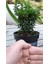 Bonsai Şimşir Fidanı Buxus Sempervirens Rotundifolia 3 Adet 3