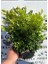 Bonsai Şimşir Fidanı Buxus Sempervirens Rotundifolia 3 Adet 4