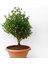 Bonsai Şimşir Fidanı Buxus Sempervirens Rotundifolia 3 Adet 5