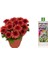 Tropikal Besin Bitkis 3 Adet - 1000 ml 2