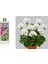 Tropikal Besin Bitkis 3 Adet - 1000 ml 3