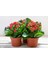 TNC Garden Groups Kalanşo Çiçeği – Kalanchoe 4 Adet 3