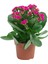 TNC Garden Groups Kalanşo Çiçeği – Kalanchoe 4 Adet 4