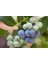 TNC Garden Groups Yaban Mersini ( Blue Berry ) Fidanı 2 Adet 2