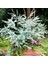 Mavi Okaliptus Fidanı Eucalyptus Globulus 2