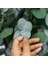 Mavi Okaliptus Fidanı Eucalyptus Globulus 3