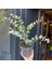 Mavi Okaliptus Fidanı Eucalyptus Globulus 5