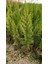 TNC Garden Groups Limoni Servi (Cupressus Macrocarpa Goldcrest) 50-70 cm 3 Adet 3