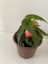 Pembe Renk Gelin Damat Çiçeği (Katlı Çınar Begonya)1 Adet Saksılı 10-20CM (Begonia Boliviensis) 1