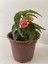 Pembe Renk Gelin Damat Çiçeği (Katlı Çınar Begonya)1 Adet Saksılı 10-20CM (Begonia Boliviensis) 2