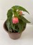 Pembe Renk Gelin Damat Çiçeği (Katlı Çınar Begonya)1 Adet Saksılı 10-20CM (Begonia Boliviensis) 3