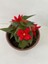 Kırmızı Renk Gelin Damat Çiçeği (Katlı Çınar Begonya)1 Adet Saksılı 10-20CM (Begonia Boliviensis) 1