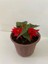 Kırmızı Renk Gelin Damat Çiçeği (Katlı Çınar Begonya)1 Adet Saksılı 10-20CM (Begonia Boliviensis) 2