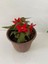 Kırmızı Renk Gelin Damat Çiçeği (Katlı Çınar Begonya)1 Adet Saksılı 10-20CM (Begonia Boliviensis) 3
