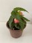 Pembe Renk Gelin Damat Çiçeği (Katlı Begonya)1 Adet Saksılı 10-20CM (Begonia Boliviensis) 3