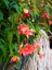 Kırmızı Renk Gelin Damat Çiçeği (Katlı Çınar Begonya)1 Adet Saksılı 10-20CM (Begonia Boliviensis) 1