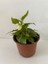 Beyaz Renk Gelin Damat Çiçeği (Katlı Çınar Begonya)1 Adet Saksılı 10-20CM (Begonia Boliviensis) 2