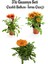 Kırmızı-Sarı-Turuncu Renk Gazanya Çiçeği 3 Adet Saksılı 10-20CM Balkon Çiçeği 1
