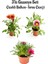 Kırmızı-Pembe Beyaz-Pembe Renk Gazanya Çiçeği 3 Adet Saksılı 10-20CM Balkon Çiçeği 1