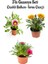 Pembe Beyaz-Sarı-Pembe Renk Gazanya Çiçeği 3 Adet Saksılı 10-20CM Balkon Çiçeği 1