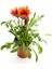 Serada Decor Plant Pembe-Turuncu-Kırmızı Renk Gazanya Çiçeği 3 Adet Saksılı 10-20CM Balkon Çiçeği 4