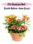 Pembe-Kırmızı-Sarı Renk Gazanya Çiçeği 3 Adet Saksılı 10-20CM Balkon Çiçeği 1