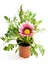 Pembe Beyaz-Koyu Pembe Renk Gazanya Çiçeği 2 Adet SAKSILI(10-20CM) Bahçe Balkon Çiçeği 2