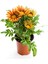 Kırmızı-Turuncu Sarı Gazanya Çiçeği 2 Adet Saksılı 10-20CM Balkon/teras Çiçeği 3
