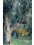 In Search Of The Immortal Tree/ Olives and Olive Oil in Turkey (Ölmez Ağacın Peşinde) (Ciltli) 1