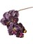 Tek Bir Dalda 10 Adet Büyük Çiçekli Phalaenopsis (Yurt Dışından) 1