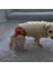 Dişi Köpek Külodu, Dişi Köpek Regl Külodu, Dişi Köpek Çiş Alıştırma Külodu, Çiş Külodu 3