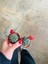 Gymnocalycium Baldium Çiçek Açan Kaktüs 2